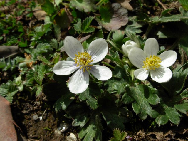 anemoneobtusilobalangtangnepal2.jpg