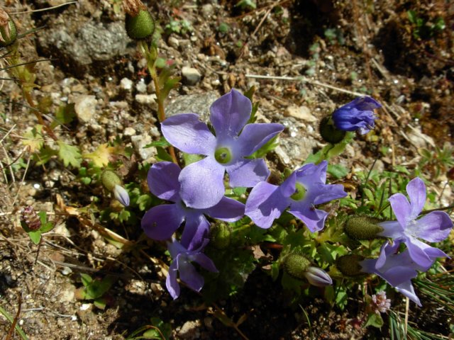 cyananthuslobatuslangtangnepal2.jpg