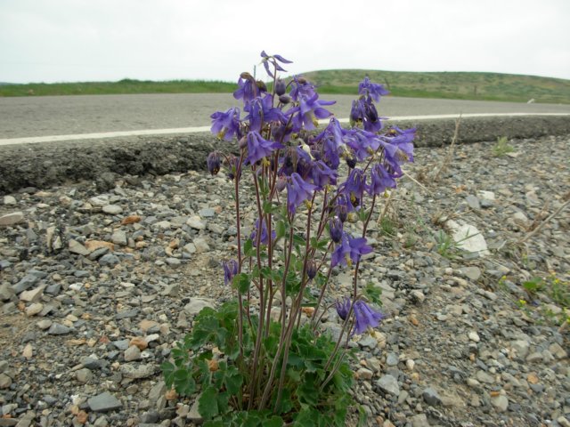 aquilegiapyrenaica1700mteruelmtsspain.jpg