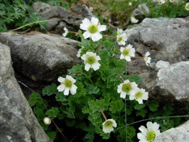 callianthemumcoriandrifolium2000msierracantabricaspain.jpg