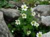 callianthemumcoriandrifolium2000msierracantabricaspain_small.jpg