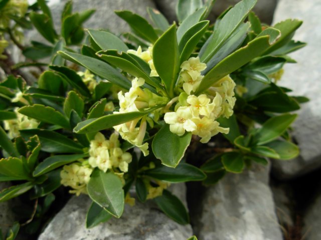 daphnelaureolasspphilippipicosspain.jpg