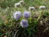 globulariavelutina1700mteruelmtsspain_small.jpg