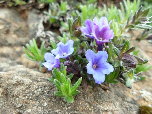 lithospermumdiffusum2000mpicosspain.jpg