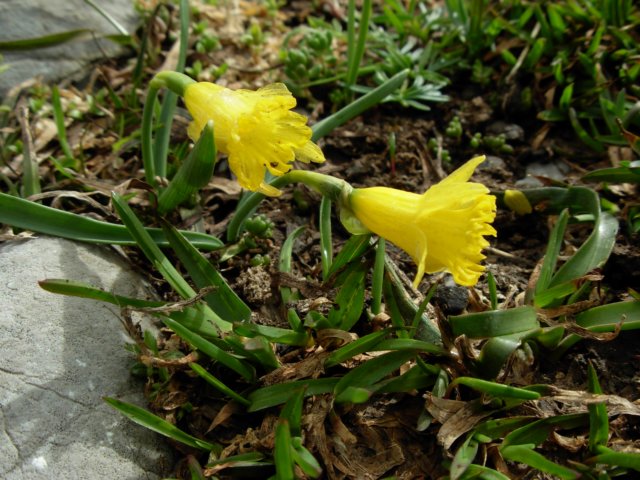 narcissusasturiensis2000mpicosdeeuropaspain.jpg