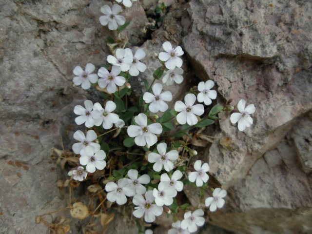 petrocoptisglaucifolia1600msierracantabricaspain.jpg