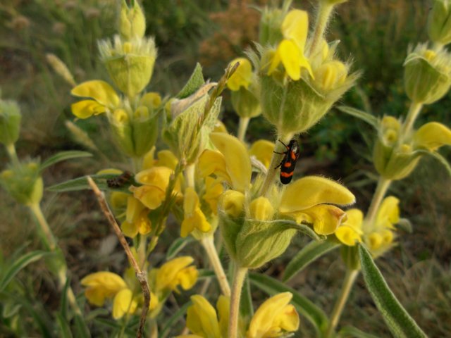 phlomislychnitis1500mteruelmtsspain.jpg