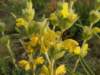 phlomislychnitis1500mteruelmtsspain_small.jpg