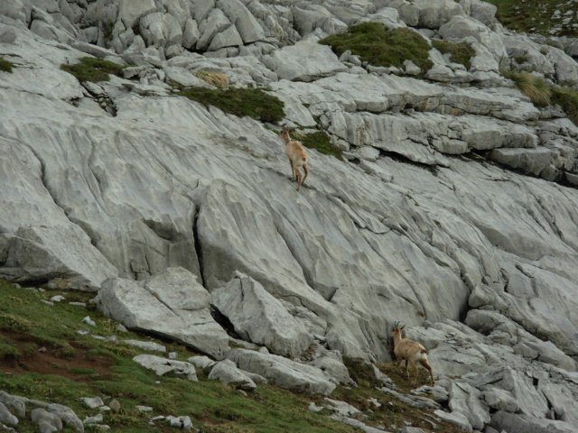 picos2000mspain.jpg