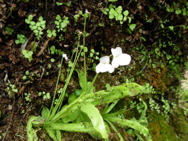 pinquiculavallisnerifoliabotgardenofsierracazorlaspain.jpg