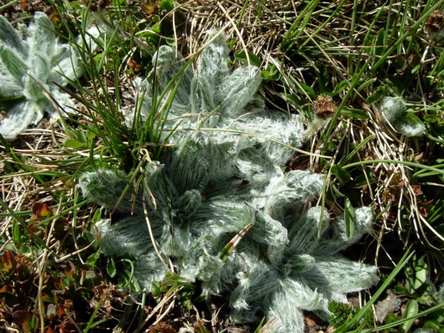 plantagonivalis2800msierranevadaspain.jpg