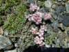 ptylotrichumpurpureum2600msierranevadaspain_small.jpg