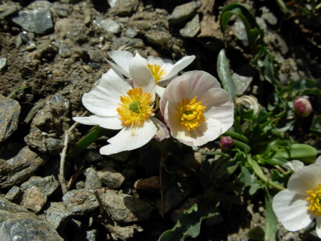 ranunculusacetoselifolius2800msierranevadaspain.jpg