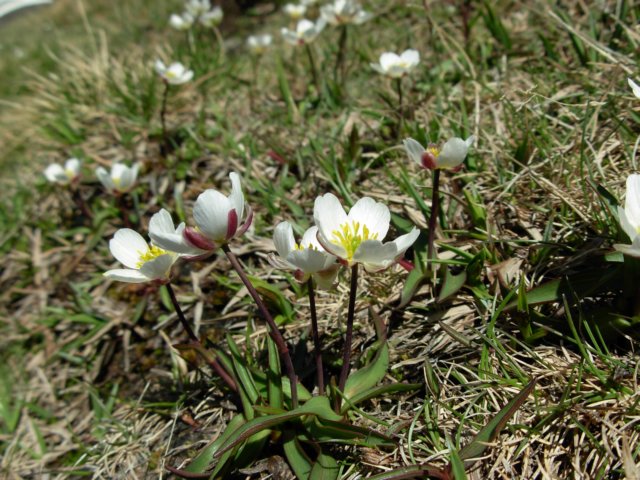 ranunculusangustifoliussspuniflorus2600msierranevadaspain.jpg