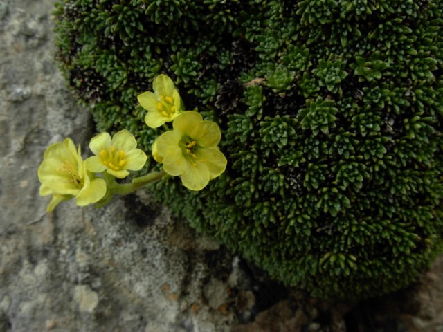 saxifragaaretioides2000mpicosdeeuropaspain.jpg