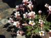 saxifragaerioblasta2900msierranevadaspain_small.jpg