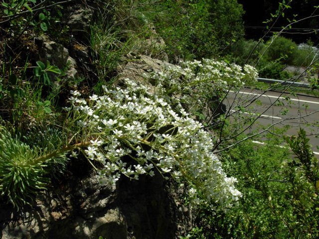 saxifragalongifolia1400mpyrenees.jpg