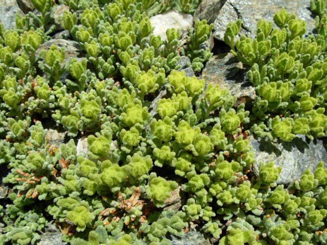 teucriumpoliumsspaureum2400msierranevadaspain.jpg