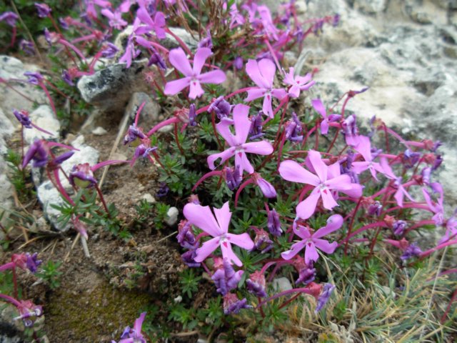 violacazorlensis1800msierracazorlaspain.jpg