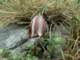 fritillariahispanicasierranevadaspain_small.jpg