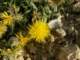 centaureadrabifoliasspcappadocica_small.jpg