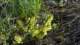 scutellariasalvifoliasivas2_small.jpg